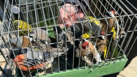 Tizenhét védett madarat tartott fogságban egy Ilfov megyei férfi