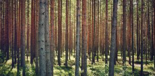 Tánczos: Új szemléletre van szükség az erdőgazdálkodásban