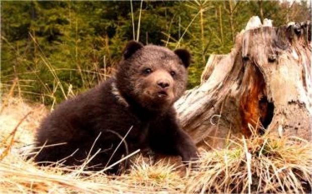 Biztos, hogy az a legjobb megoldás, ha kilőjük a medvéket?