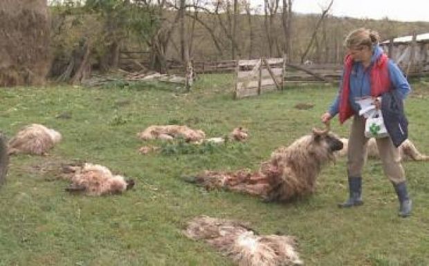 Egy fél juhnyájat elpusztítottak a farkasok Hargita megyében