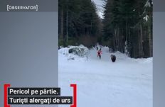 Befogták a medvét, amelyik egy sízőt megkergetett Predealon