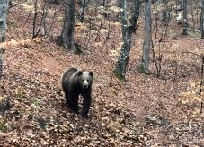Karcsúsító klubok medve - LiVES Pectin hivatalos honlapja a gyártó