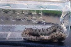 Vipera okozott pánikot egy orsovai közintézményben 