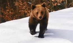 Ismét egy medve „szórakoztatta” a pályán a sízőket