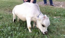 Halála után lett rekorder a bangladesi törpe tehén