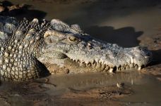 Roppant ritka krokodilfiókákat találtak