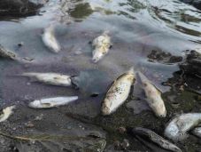 Tömeges halpusztulást észleltek a Zsil folyóban