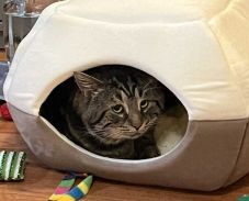 Örökbe fogadták a világ legszomorúbb arcú macskáját