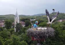 Meggyűrűzték a négy magyarfenesi kisgólyát