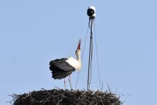 Gólya szállt a kamerával megfigyelt magyarfenesi fészekre