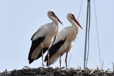 Újra egymásra talált Miska és Leske, a két magyarfenesi gólya