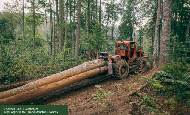 Greenpeace: húsz év alatt 7350 négyzetkilométer erdőt vágtak ki a Kárpátokban