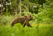 Medve támadt egy férfire Szeben megyében