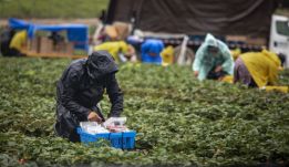 Szeptemberben több mint 1500 feketén dolgozó személyt azonosított a hatóság