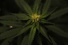 Hét személyt vettek őrizetbe drogkereskedés gyanújával