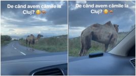 Meghökkentő: felbukkant egy teve a kolozsvári forgalomban