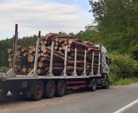 Kilencezernél több erdészeti bűncselekményre derült fény tavaly Romániában