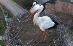 Párosan szép az élet – megérkezett a második magyarfenesi gólya