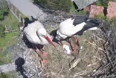 Örömhír: kikelt az első két kisgólya a magyarfenesi fészekben