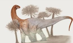Új hosszú nyakú növényevő dinoszauruszfaj maradványaira bukkantak Argentínában