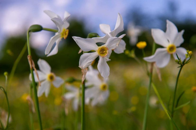 Nyílik a csillagos nárcisz – Csak mértékkel gyűjtsük!