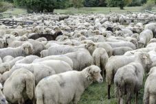 Juhok legelték le a kannabisz-ültetvényt Görögországban