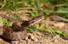 A vipera nem támad, hanem védekezik: a marások elsöprő többsége békésen végződik.  Valóban ki kell pusztulnia mindnek? – szakembert kérdeztünk