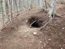 Most akkor barlangban vagy lyukban telelt a medve? Ne térjünk le a túraútvonalakról, a vackok nagyvadakat rejthetnek!