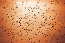 Valóra vált Hitchcock filmje: madarak szálltak meg egy kisvárost