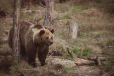 Fotózni akarta a medvét az idős turista a víztározónál, ekkor támadt rá az állat