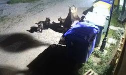 Három bocsával látogatott a marosvásárhelyi állatkertbe egy medve (videó)