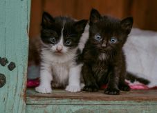 DNS-minták segítségével keresik, ki dobta ki a négy újszülött kiscicát a kukába