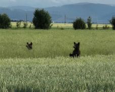 Medvék kószálnak háromszéki települések közelében