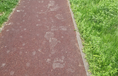 FRISSÍTVE - Nem játék: ismét medve látogatott a marosvásárhelyi Somostetőre