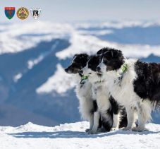 Nyugdíjba vonul az ország első hegyimentő kutyája – Helios 26 nehéz mentőakcióban vett részt (VIDEÓ)