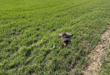 Egyszerre három medvebocsot gázoltak el Háromszéken