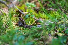 Egyre gyakrabban találkozni kígyóval a hegyekben – Így kerülheted el a viperamarást