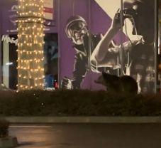 Medve kószált a brassói bevásárlóközpont kirakatai előtt (VIDEÓ)