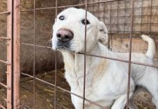 „Nem akarjuk megölni a kutyákat!” - reagált az RMDSZ képviselője az állatvédők felháborodására