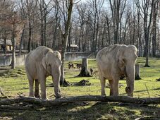 Ha a Kacagójancsi reggel nevet, itt minden rendben van - Séta a marosvásárhelyi állatkertben 