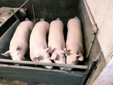 Ezért szorított ki más fajtákat a székely gazdák körében is kedvelt nagyfehér sertés