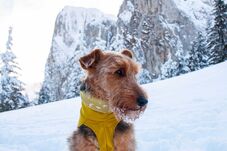 Miért érdemes Erdélyben kutyával túrázni? – Három kihagyhatatlan túraútvonal