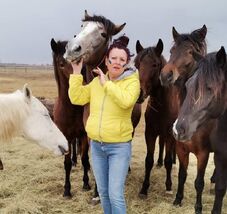 Drámai helyzet a menhelyen: több száz lovat fenyeget az éhhalál