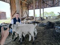 A pásztorhiány ellenére is bizakodóak a Hargita megyei juhos gazdák