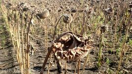 Szomjazó földek – Súlyos gondot okozott idén az aszály a mezőgazdaságban