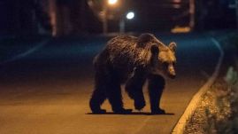 Kétbocsos anyamedvét láttak az üdülőhelyen, Ro-Alert üzenetet küldtek a lakóknak