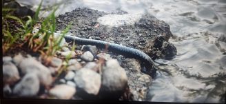 Katasztrófa: zajlik a vízosztás – keresik a megoldást a Kis-Küköllő halállományának áttelepítésére