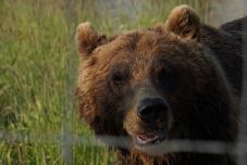 Új módszer a medvék távoltartására: szagsemlegesítő készülékeket szereltek fel Barcarozsnyón