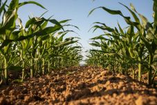 Hátráltatja a kukorica fejlődését a lehűlés