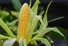 A jelszó: „veszek öt lejre hazait” – Lukács Géza gyergyószárhegyi termelővel beszélgettünk